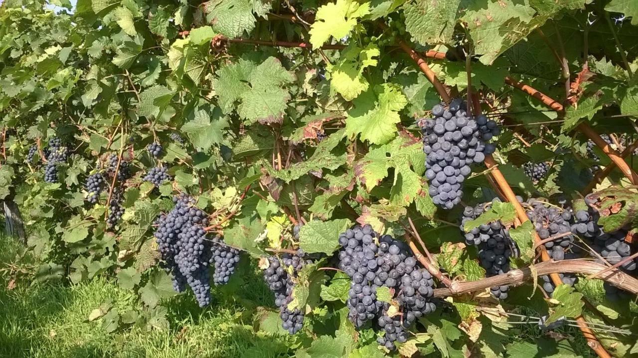 Ferienwohnung In Hahnheim, Rheinhessen Eksteriør bilde